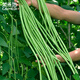 菜禾地豆角種子苗長(cháng)豇豆搭架菜豆春季種農家蔬菜種籽 長(cháng)豆角種子約35粒
