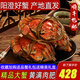 【活蟹】陽(yáng)澄清歆大閘蟹 鮮活特大螃蟹公蟹母蟹 海鮮水產(chǎn)生鮮禮盒 公4.5-4.8兩母3.5-3.8兩 4對八只
