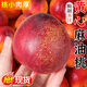 蒙陰黃心麻油桃5斤大桃子新鮮水果當季脆甜黃肉水密桃蜜脆桃3 3斤 中果