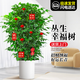 花翁大型綠植物客廳室內盆栽花卉叢生幸福樹(shù)1-1.2m[圓柱盆]源頭直發(fā)