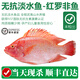 太湖?！緹o(wú)抗或有機認證 淡水鱸魚(yú)】孕婦嬰兒童食輔 鮮活三去魚(yú)類(lèi)水產(chǎn) 無(wú)抗羅非魚(yú) 總3斤（又名金斑紅）