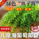 骉祥兒童海葡萄海洋蔬菜綠色魚子醬即食泡發(fā)小孩吃的新鮮鹽漬海葡萄e （精選版）海葡萄100g*1袋