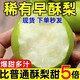 新鮮現(xiàn)摘脆甜梨子5斤正宗水晶酥梨當應(yīng)季新鮮水果青皮整箱包郵3斤 凈重3斤【單果65mm起】