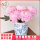 悅多彩牡丹菊  人間富貴花鮮花速遞云南基地直發(fā)乒乓菊花材室內鮮切花 牡丹菊粉色 5支(吸色）約60CM