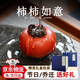 原礦紫砂柿子茶寵擺件精品可養(yǎng)仿真水果茶具小茶玩裝飾工藝送禮物 好柿成雙 (禮盒款)一對(duì)