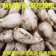 新鮮蕎頭藠頭叫頭蕎子蔥頭蕎頭農(nóng)家自種現(xiàn)挖茭頭教頭 蕎頭 5斤3斤 3斤茭頭