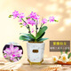 劉閣蘭花蘭花蝴蝶蘭紫薇仙女濃香花卉盆栽 1株年底開(kāi)花配瓷白盆源頭直發(fā)