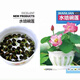 采緹（CAITI）水碗蓮一葉蓮 帶花苞睡蓮荷花大號小葉迷你水生家用睡蓮碗蓮花 開(kāi)口碗蓮種 子 30顆 不含盆