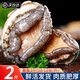 尚致【活鮮】鮑魚鮮活捕撈特大鮑魚新鮮非冷凍海鮮水產(chǎn) 鮮活鮑魚2斤20-24頭（超大）