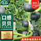 壽禾 貝貝南瓜種子苗板栗小南瓜秋季蔬菜菜籽 濰育圓鈴綠貝貝種子20粒