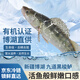 【新疆冷水魚】新鮮冷凍三去梭鱸 有機淡水魚類 高檔鱸魚海鮮水產(chǎn) 梭鱸（九道黑）-4斤裝（1-2條）