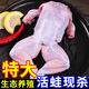 亞又婧特大牛蛙鮮活現(xiàn)殺新鮮田雞冷凍青蛙半成品去皮去頭去內(nèi)臟免處理火 鮮活現(xiàn)殺3斤裝（2只/斤）