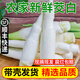 良知農(nóng)哥高山新鮮茭白 農(nóng)家新鮮蔬菜高筍 茭瓜 健康輕食 5斤 順豐快遞 【帶殼發(fā)貨】