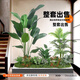 故森仿真綠植造景組合玄關(guān)樓梯下商場櫥窗公司假植物景觀室內(nèi)裝飾擺件 【主圖款】1.8天堂鳥+1.4散尾葵
