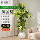 植男植女黃金榕盆栽室內客廳大型造型綠植物落地好養含盆源頭直發(fā)