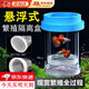 星舵孔雀魚繁殖盒漂浮魚缸隔離盒小魚魚苗孵化盒母魚產(chǎn)房魚缸孵化器 藍色【大號套裝】