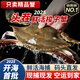 【鮮活發(fā)貨】舟山梭子蟹活蟹鮮活螃蟹公蟹飛蟹中秋送禮海鮮水產 【特大肉蟹】6-8兩/只4斤(凈重) 順豐空運 冰袋木屑 充氧極致保鮮