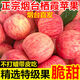 【果園直發(fā)】新鮮脆甜5斤不打蠟山東煙臺(tái)棲霞紅富士蘋(píng)果應(yīng)季水果S 4.5斤【單果75-80mm】