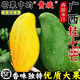 望之語正宗桂七芒果廣西百色新鮮水果當(dāng)季現(xiàn)摘整箱青皮香芒甜心芒果禮盒 精選5斤中果（單果150-250g）