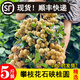 四川龍眼攀枝花新鮮青皮石硤桂圓當(dāng)季新鮮水果甜桂圓枝條順豐 順豐 新鮮石硤桂圓【5斤帶枝條】