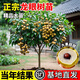 龍眼樹(shù)苗石硤大烏圓四季龍眼果樹(shù)果苗桂圓樹(shù)苗盆栽庭院龍眼樹(shù)大樹(shù) 四季龍眼 四年苗