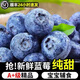 望之語山東藍(lán)莓新鮮高端水果現(xiàn)摘脆甜多汁藍(lán)莓當(dāng)季孕婦兒童水果順豐包郵 2盒【125g/盒】【單果20mm+】