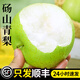 青皮碭山梨梨子新鮮水果正宗碭山青梨10斤當(dāng)季順豐包郵整箱翠冠梨 10斤裝【精品大果】