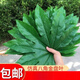 懷音仿真八角金盤(pán)葉子水果店裝飾用品假樹(shù)葉葡萄塑料綠葉水果攤草坪墊 水果店中號淺色無(wú)骨12片(不能支