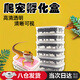 MDUG烏龜孵化箱爬寵孵化箱守宮蛇陸龜水龜蜥蜴爬寵孵化蛋托爬蟲(chóng)孵化器 黑色蛋托款