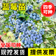 懶人熊藍莓樹(shù)果苗帶果藍莓苗盆栽果樹(shù)苗當年結果南北方種植兔眼特大陽(yáng)臺 掌柜熱烈推薦：5年大苗1顆裝當年結果（備注品種） 40cm(含)-50cm(不含)