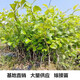 臺灣牛奶大青棗樹(shù)苗嫁接大果南北方種植當年結果當季水果苗 蘋(píng)果棗 二年苗