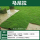 草坪真草帶土別墅花園綠化矮生馬尼拉四季青臺灣草耐寒庭院綠化苗 精品矮生馬尼拉【5平方】