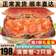 鮮味時刻 超大面包蟹鮮活熟凍原裝進口大螃蟹特大海鮮水產 熟凍1600-2000g/2只（性價比）