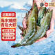 冰鮮部族國(guó)產(chǎn)青島大蝦白蝦青蝦基圍蝦鮮蝦冷凍生鮮蝦類鮮活特大海捕整箱裝 15-17cm整箱 3斤(凈重)