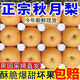 順豐正宗秋月梨新鮮梨子10斤當季現(xiàn)摘萊陽冰糖梨雪梨蜜梨水果包郵 3斤特大果【單果250g+】