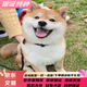 柴犬幼犬寵物狗純種活體日本柴犬狗狗赤柴黑柴豆柴白柴 血統(tǒng)級 母