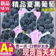 鮮級(jí)佳 【順豐速運(yùn)】夏黑葡萄藍(lán)莓葡萄脆甜無籽現(xiàn)摘孕婦水果巨峰葡萄 5斤【精選果】爽吃裝 A+級(jí)精選果【酸甜可口】