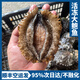 活凍特大鮑魚福建東山鮑魚東海冷水鮑魚大鮑魚小鮑魚順豐空運(yùn)包郵 5-8只/1斤《2斤裝》