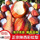 增發(fā)順正宗彩虹梨脆甜多汁新鮮水果陜西酥梨大果紅皮薄鮮果梨子5斤整箱 2斤中果【6-8個(gè)】【托盤裝】
