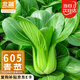 北蔬 小青菜種子苗上海青梗菜油菜種籽 速生605上海青種子50g約2萬粒