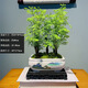 精品叢林水杉造景植物室內(nèi)植物盆景盆栽室內(nèi)辦公室客廳擺放植物 從林水杉+四方山水陶瓷盆+底座