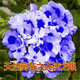 重瓣天竺葵花苗陽(yáng)臺庭院室內盆栽花卉洋繡球當年開(kāi)花 1號天使之眼