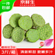 京鮮生 江西水果蓮蓬 凈重3斤 單支70g+ 新鮮水果  源頭直發(fā)包郵送荷花