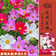 壽禾格?；ǚN子苗波斯菊花籽批發(fā)混色大花波斯菊種子300g(100gx3包)