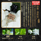 七寸九香水九尾相柳扶桑元嬰燭龍長(cháng)久香滾珠山海之經(jīng)古風(fēng)小眾留香 第四季 扶桑溫和版 艾葉味很濃