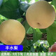 四川成都龍泉葡萄樹苖巨峰陽光玫瑰葡苗盆栽地栽南北方庭院種植 豐水梨杯苗高60-70cm【杯苗】 30cm(含)-40cm(不含)