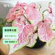 虹越（HONGYUE） 高端綠植彩葉芋盆栽 多品可選室內(nèi)陽臺客廳裝飾觀葉植物 【DH彩葉芋】“胡椒薄荷” 1加侖盆栽