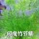 懶懵草水族魚(yú)草孔雀魚(yú)下崽避難所竹節草新手水草好養耐活靜水凈水小魚(yú)缸 竹節草16顆6-10厘米送瓷環(huán) 水袋散裝
