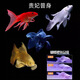 臺(tái)灣純種普身蝴蝶鯉觀賞魚(yú)冷水魚(yú)大鰭大尾冷水魚(yú)好養(yǎng)耐活包郵包活 貴妃黑白黃紅5-8公分各1條