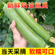 博多客新鮮絲瓜 農(nóng)家露天奶油香絲瓜 甜嫩肉絲瓜當(dāng)季蔬菜 新鮮現(xiàn)摘 蘇北農(nóng)家奶油香絲瓜 5斤